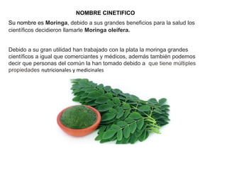 NOMBRE CINETIFICO
Su nombre es Moringa, debido a sus grandes beneficios para la salud los
científicos decidieron llamarle Moringa oleífera.
Debido a su gran utilidad han trabajado con la plata la moringa grandes
científicos a igual que comerciantes y médicos, además también podemos
decir que personas del común la han tomado debido a que tiene múltiples
propiedades nutricionales y medicinales
 