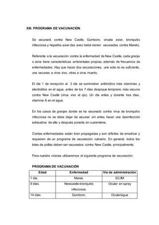 XIII. PROGRAMA DE VACUNACIÓN
Se vacunará contra New Castle, Gumboro, viruela aviar, bronquitis
infecciosa y hepatitis aviar (las aves bebé vienen vacunadas contra Marek).
Referente a la vacunación contra la enfermedad de New Castle, cada granja
o zona tiene características ambientales propias, además de frecuencia de
enfermedades. Hay que hacer dos vacunaciones, una sola no es suficiente,
una vacunas a virus vivo, otras a virus muerto.
El día 1 de recepción al 3 día se suministrar antibiótico más vitaminas y
electrolitos en el agua, antes de los 7 días despique temprano más vacuna
contra New Castle (virus vivo al ojo). Un día antes y durante tres días,
vitamina K en el agua.
En los casos de granjas donde se ha vacunado contra virus de bronquitis
infecciosa no se debe dejar de vacunar sin antes hacer una desinfección
exhaustiva de ella y después ponerla en cuarentena.
Ciertas enfermedades están bien propagadas y son difíciles de erradicar y
requieren de un programa de vacunación rutinario. En general, todos los
lotes de pollas deben ser vacunados contra New Castle, principalmente.
Para nuestra crianza utilizaremos el siguiente programa de vacunación:
PROGRAMA DE VACUNACIÓN
Edad Enfermedad Vía de administración
1 día. Marek. SC/IM
9 días. Newcastle-bronquitis
infecciosa.
Ocular en spray
14 días. Gumboro. Ocular/agua
 