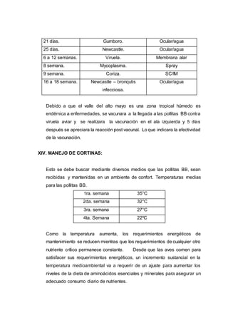 21 días. Gumboro. Ocular/agua
25 días. Newcastle. Ocular/agua
6 a 12 semanas. Viruela. Membrana alar
8 semana. Mycoplasma. Spray
9 semana. Coriza. SC/IM
16 a 18 semana. Newcastle – bronqutis
infecciosa.
Ocular/agua
Debido a que el valle del alto mayo es una zona tropical húmedo es
endémica a enfermedades, se vacunara a la llegada a las pollitas BB contra
viruela aviar y se realizara la vacunación en el ala izquierda y 5 días
después se apreciara la reacción post vacunal. Lo que indicara la efectividad
de la vacunación.
XIV. MANEJO DE CORTINAS:
Esto se debe buscar mediante diversos medios que las pollitas BB, sean
recibidas y mantenidas en un ambiente de confort. Temperaturas medias
para las pollitas BB.
1ra. semana 35°C
2da. semana 32°C
3ra. semana 27°C
4ta. Semana 22ºC
Como la temperatura aumenta, los requerimientos energéticos de
mantenimiento se reducen mientras que los requerimientos de cualquier otro
nutriente crítico permanece constante. Desde que las aves comen para
satisfacer sus requerimientos energéticos, un incremento sustancial en la
temperatura medioambiental va a requerir de un ajuste para aumentar los
niveles de la dieta de aminoácidos esenciales y minerales para asegurar un
adecuado consumo diario de nutrientes.
 