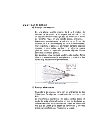 2.2.2 Tipos de Cabuya
a) Cabuya con espinas
Es una planta xerófita masiva de 2 a 7 metros de
tamaño, de la familia de las Agaváceas, sin tallo o con
un pequeño tronco corto y grueso de menos de 1 metro
de tamaño; hojas en una roseta densa, ensiforme –
lanceolada, gradualmente acuminada o en forma de
acumen, de 1 a 3 m de largo y de 15 a 20 cm de ancho,
muy corpulenta y coriácea. El margen contiene espinas
gruesas y recurvadas, verdes y en algunos casos
glaucas, sobre la superficie presenta algunas hileras
cerradas con líneas pálidas.
Las panículas muy masivas, conteniendo muchas flores
blanco – verdosas o está reemplazada por bulbilos; las
flores muy escasamente pediceladas.
Ilustración 1Manual 3 CEMAD
b) Cabuya sin espinas
Parecida a la anterior, pero con los márgenes de las
hojas lisos. En algunas comunidades la conocen como
Pita.
La importancia económica de estas plantas desde el
punto de vista artesanal radica en que de las hojas se
obtiene una fibra muy fina con las cuales se elabora el
hilo que se utiliza, para coser los sombreros y en otras
áreas para confeccionar “chácaras” y sogas.
 