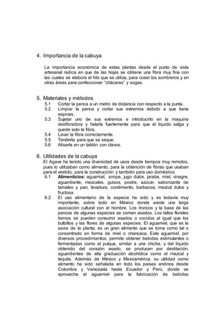4. Importancia de la cabuya
La importancia económica de estas plantas desde el punto de vista
artesanal radica en que de las hojas se obtiene una fibra muy fina con
las cuales se elabora el hilo que se utiliza, para coser los sombreros y en
otras áreas para confeccionar “chácaras” y sogas.
5. Materiales y métodos
5.1 Cortar la penca a un metro de distancia con respecto a la punta.
5.2 Limpiar la penca y cortar sus extremos debido a que tiene
espinas.
5.3 Sujetar uno de sus extremos e introducirlo en la maquina
desfibradora y halarla fuertemente para que el líquido salga y
quede solo la fibra.
5.4 Lavar la fibra correctamente.
5.5 Tenderla para que se seque.
5.6 Alisarla en un tablón con clavos.
6. Utilidades de la cabuya
El Agave ha tenido una diversidad de usos desde tiempos muy remotos,
pues lo utilizaban como alimento, para la obtención de fibras que usaban
para el vestido, para la construcción y también para uso doméstico
6.1 Alimenticios: aguamiel, sirope, jugo dulce, jarabe, miel, vinagre,
aguardiente, mezcales, guisos, postre, azúcar, saborizante de
tamales y pan, levadura, condimento, barbacoa, mezcal dulce y
fructosa.
6.2 El uso alimentario de la especie ha sido y es todavía muy
importante, sobre todo en México donde existe una larga
asociación cultural con el hombre. Los troncos y la base de las
pencas de algunas especies se comen asados. Los tallos florales
tiernos se pueden consumir asados o cocidos al igual que los
bulbillos y las flores de algunas especies. El aguamiel, que es la
savia de la planta, es un gran alimento que se toma como tal o
concentrado en forma de miel o chancaca. Este aguamiel, por
diversos procedimientos, permite obtener bebidas estimulantes o
fermentadas como el pulque, similar a una chicha, y del líquido
obtenido del corazón asado, se producen por destilación,
aguardientes de alta graduación alcohólica como el mezcal y
tequila. Además de México y Mesoamérica, su utilidad como
alimento ha sido señalada en todo los países andinos desde
Colombia y Venezuela hasta Ecuador y Perú, donde se
aprovecha el aguamiel para la fabricación de bebidas
 