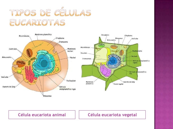 Las Células Humanas