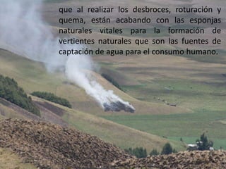 que al realizar los desbroces, roturación y quema, están acabando con las esponjas naturales vitales para la formación de vertientes naturales que son las fuentes de captación de agua para el consumo humano.