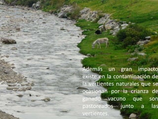 Además un gran impacto existe en la contaminación de la vertientes naturales que se ocasionan por la crianza de ganado vacuno que son pastoreados junto a las vertientes. 