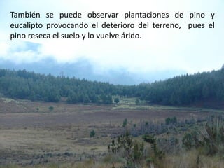 También se puede observar plantaciones de pino y eucalipto provocando el deterioro del terreno,  pues el pino reseca el suelo y lo vuelve árido.