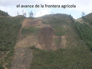 el avance de la frontera agrícola