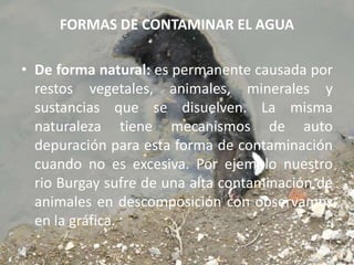 FORMAS DE CONTAMINAR EL AGUADe forma natural: es permanente causada por restos vegetales, animales, minerales y sustancias que se disuelven. La misma naturaleza tiene mecanismos de auto depuración para esta forma de contaminación cuando no es excesiva. Por ejemplo nuestro rio Burgay sufre de una alta contaminación de animales en descomposición con observamos en la gráfica.