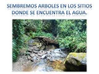 Sembremos arboles en los sitios donde se encuentra el agua.