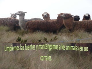 Limpiemos las fuentes y mantengamos a los animales en sus corrales.