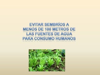 Evitar sembríos a menos de 100 metros de las fuentes de agua para consumo humanos