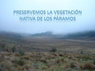Preservemos la vegetación nativa de los páramos