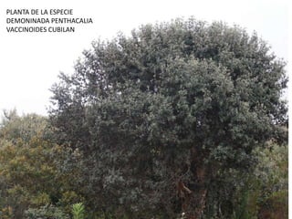 PLANTA DE LA ESPECIE DEMONINADA PENTHACALIA VACCINOIDES CUBILAN