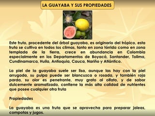 LA GUAYABA Y SUS PROPIEDADES  Este fruto, procedente del árbol guayabo, es originario del trópico, esta fruta se cultiva en todos los climas, tanto en zona tórrida como en zona templada de la tierra, crece en abundancia en Colombia especialmente en los Departamentos de Boyacá, Santander, Tolima, Cundinamarca, Huila, Antioquia, Cauca, Nariño y Atlántico. La piel de la guayaba suele ser lisa, aunque las hay con la piel arrugada, su pulpa puede ser blancuzca o rosada, y también roja parda, su olor es penetrante, muy grato al olfato, y de sabor dulcemente aromatizado, contiene la más alta calidad de nutrientes que posee cualquier otra fruta Propiedades La guayaba es una fruta que se aprovecha para preparar jaleas, compotas y jugos. 
