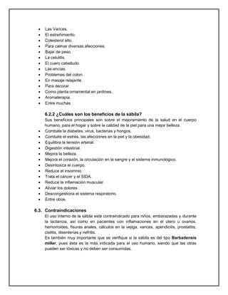  Las Varices.
 El estreñimiento.
 Colesterol alto.
 Para calmar diversas afecciones.
 Bajar de peso.
 La celulitis.
 El cuero cabelludo.
 Las encías.
 Problemas del colon.
 En masaje relajante.
 Para decorar.
 Como planta ornamental en jardines.
 Aromaterapia.
 Entre muchas.
6.2.2 ¿Cuáles son los beneficios de la sábila?
Sus beneficios principales son sobre el mejoramiento de la salud en el cuerpo
humano, para el hogar y sobre la calidad de la piel para una mejor belleza.
 Combate la diabetes, virus, bacterias y hongos.
 Combate el estrés, las afecciones en la piel y la obesidad.
 Equilibra la tensión arterial.
 Digestión intestinal.
 Mejora la belleza.
 Mejora el corazón, la circulación en la sangre y el sistema inmunológico.
 Desintoxica el cuerpo.
 Reduce el insomnio.
 Trata el cáncer y el SIDA.
 Reduce la inflamación muscular.
 Aliviar los dolores.
 Descongestiona el sistema respiratorio.
 Entre otros.
6.3. Contraindicaciones
El uso interno de la sábila está contraindicado para niños, embarazadas y durante
la lactancia, así como en pacientes con inflamaciones en el útero u ovarios,
hemorroides, fisuras anales, cálculos en la vejiga, varices, apendicitis, prostatitis,
cistitis, disenterías y nefritis.
Es también muy importante que se verifique si la sábila es del tipo Barbadensis
miller, pues ésta es la más indicada para el uso humano, siendo que las otras
pueden ser tóxicas y no deben ser consumidas.
 