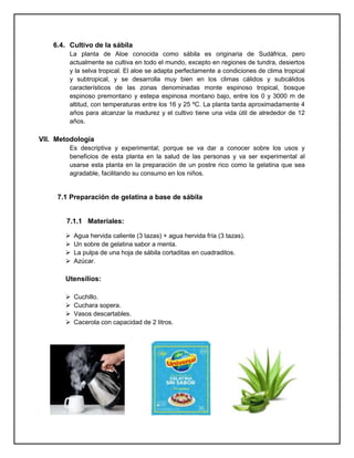 6.4. Cultivo de la sábila
La planta de Aloe conocida como sábila es originaria de Sudáfrica, pero
actualmente se cultiva en todo el mundo, excepto en regiones de tundra, desiertos
y la selva tropical. El aloe se adapta perfectamente a condiciones de clima tropical
y subtropical, y se desarrolla muy bien en los climas cálidos y subcálidos
característicos de las zonas denominadas monte espinoso tropical, bosque
espinoso premontano y estepa espinosa montano bajo, entre los 0 y 3000 m de
altitud, con temperaturas entre los 16 y 25 ºC. La planta tarda aproximadamente 4
años para alcanzar la madurez y el cultivo tiene una vida útil de alrededor de 12
años.
VII. Metodología
Es descriptiva y experimental; porque se va dar a conocer sobre los usos y
beneficios de esta planta en la salud de las personas y va ser experimental al
usarse esta planta en la preparación de un postre rico como la gelatina que sea
agradable, facilitando su consumo en los niños.
7.1 Preparación de gelatina a base de sábila
7.1.1 Materiales:
 Agua hervida caliente (3 tazas) + agua hervida fría (3 tazas).
 Un sobre de gelatina sabor a menta.
 La pulpa de una hoja de sábila cortaditas en cuadraditos.
 Azúcar.
Utensilios:
 Cuchillo.
 Cuchara sopera.
 Vasos descartables.
 Cacerola con capacidad de 2 litros.
 