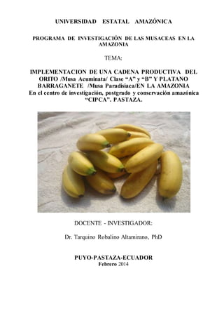 UNIVERSIDAD ESTATAL AMAZÓNICA
PROGRAMA DE INVESTIGACIÓN DE LAS MUSACEAS EN LA
AMAZONIA
TEMA:
IMPLEMENTACION DE UNA CADENA PRODUCTIVA DEL
ORITO /Musa Acuminata/ Clase “A” y “B” Y PLATANO
BARRAGANETE /Musa Paradisiaca/EN LA AMAZONIA
En el centro de investigación, postgrado y conservación amazónica
“CIPCA”. PASTAZA.
DOCENTE - INVESTIGADOR:
Dr. Tarquino Robalino Altamirano, PhD
PUYO-PASTAZA-ECUADOR
Febrero 2014
 