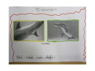Proyecto delfines