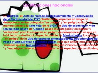 Muerte en los litorales marinosNadie sabe el número de ballenas que han muerto en las playas a lo largo de la Historia. Sin embargo, sí se está comprobando que este trágico fenómeno se está acelerando a un ritmopreocupante. Si los grupos de mamíferos marinos que antes «encallaban» eran de 30 miembros, 40 a lo sumo, ahora pueden llegar a ser de 300. Y lo mismo ocurre con el lugar. De registrarse los varamientos exclusivamente en Australia, Nueva Zelanda y Sudáfrica, en la actualidad, se producen en cualquier rincón de la costa. El misterio está abierto. Hace un par de décadas se comenzaron a registrar vedamientos masivos de cetáceos en los litorales marinos. 