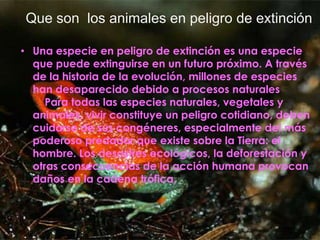 Que son  los animales en peligro de extinciónUna especie en peligro de extinción es una especie que puede extinguirse en un futuro próximo. A través de la historia de la evolución, millones de especies han desaparecido debido a procesos naturales    Para todas las especies naturales, vegetales y animales, vivir constituye un peligro cotidiano, deben cuidarse de sus congéneres, especialmente del más poderoso predador que existe sobre la Tierra: el hombre. Los desastres ecológicos, la deforestación y otras consecuencias de la acción humana provocan daños en la cadena trófica. 