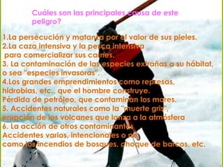 Cuáles son las principales causa de este peligro?1.La persecución y matanza por el valor de sus pieles. 2.La caza intensiva y la pesca intensivapara comercializar sus carnes. 3. La contaminación de las especies extrañas a su hábitat, o sea "especies invasoras". 4.Los grandes emprendimientos como represas, hidrobias, etc., que el hombre construye. Pérdida de petróleo, que contaminan los mares. 5. Accidentes naturales como la "muerte gris", erupción de los volcanes que lanza a la atmósfera 6. La acción de otros contaminantes Accidentes varios, intencionales o no, como los incendios de bosques, choque de barcos, etc. 