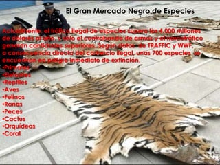 El Gran Mercado Negro de EspeciesActualmente, el tráfico ilegal de especies supera los 4.000 millones de dólares al año, y sólo el contrabando de armas y el narcotráfico generan cantidades superiores. Según datos  de TRAFFIC y WWF, a consecuencia directa del comercio ilegal, unas 700 especies  se encuentran en peligro inmediato de extinción. Primates