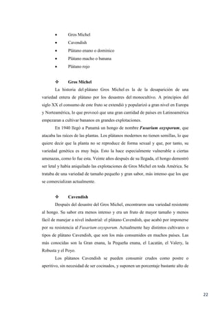 22
 Gros Michel
 Cavendish
 Plátano enano o dominico
 Plátano macho o banana
 Plátano rojo
 Gros Michel
La historia del plátano Gros Michel es la de la desaparición de una
variedad entera de plátano por los desastres del monocultivo. A principios del
siglo XX el consumo de este fruto se extendió y popularizó a gran nivel en Europa
y Norteamérica, lo que provocó que una gran cantidad de países en Latinoamérica
empezaran a cultivar bananos en grandes explotaciones.
En 1940 llegó a Panamá un hongo de nombre Fusarium oxysporum, que
atacaba las raíces de las plantas. Los plátanos modernos no tienen semillas, lo que
quiere decir que la planta no se reproduce de forma sexual y que, por tanto, su
variedad genética es muy baja. Esto la hace especialmente vulnerable a ciertas
amenazas, como lo fue esta. Veinte años después de su llegada, el hongo demostró
ser letal y había aniquilado las explotaciones de Gros Michel en toda América. Se
trataba de una variedad de tamaño pequeño y gran sabor, más intenso que los que
se comercializan actualmente.
 Cavendish
Después del desastre del Gros Michel, encontraron una variedad resistente
al hongo. Su sabor era menos intenso y era un fruto de mayor tamaño y menos
fácil de manejar a nivel industrial: el plátano Cavendish, que acabó por imponerse
por su resistencia al Fusarium oxysporum. Actualmente hay distintos cultivares o
tipos de plátano Cavendish, que son los más consumidos en muchos países. Las
más conocidas son la Gran enana, la Pequeña enana, el Lacatán, el Valery, la
Robusta y el Poyo.
Los plátanos Cavendish se pueden consumir crudos como postre o
aperitivo, sin necesidad de ser cocinados, y suponen un porcentaje bastante alto de
 