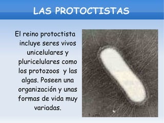 LAS PROTOCTISTAS El reino protoctista incluye seres vivos unicelulares y pluricelulares como los protozoos  y las algas. Poseen una organización y unas formas de vida muy variadas. 