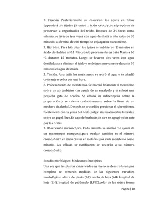 Página| 10
2. Fijación. Posteriormente se colocaron los ápices en tubos
Eppendorf con fijador (3 etanol: 1 ácido acético) con el propósito de
preservar la organización del tejido. Después de 24 horas como
mínimo, se lavaron tres veces con agua destilada a intervalos de 30
minutos; al término de este tiempo se enjuagaron nuevamente.
3. Hidrólisis. Para hidrolizar los ápices se imbibieron 10 minutos en
ácido clorhídrico al 0.1 N incubado previamente en baño María a 60
°C durante 15 minutos. Luego se lavaron dos veces con agua
destilada para eliminar el ácido y se dejaron nuevamente durante 30
minutos en agua destilada.
5. Tinción. Para teñir los meristemos se retiró el agua y se añadió
colorante orceína por una hora.
6. Procesamiento de meristemos. Se maceró finamente el meristemo
sobre un portaobjetos con ayuda de un escalpelo y se colocó una
pequeña gota de orceína. Se colocó un cubreobjetos sobre la
preparación y se calentó cuidadosamente sobre la flama de un
mechero de alcohol. Después se procedió a presionar el cubreobjetos,
fuertemente con la yema del dedo pulgar sin movimientos laterales,
sobre un papel filtro.En caso de burbujas de aire se agregó colorante
por las orillas.
7. Observación microscópica. Cada laminilla se analizó con ayuda de
un microscopio compuesto,para evaluar cambios en el número
cromosómico en cinco células en metafase por cada meristemo como
mínimo. Las células se clasificaron de acuerdo a su número
cromosómico.
Estudio morfológico: Mediciones fenotípicas
Una vez que las plantas conservadas en vivero se desarrollaron por
completo se tomaron medidas de las siguientes variables
morfológicas: altura de planta (AP), ancho de hoja (AH), longitud de
hoja (LH), longitud de pedúnculo (LPED),color de las hojasy forma
 