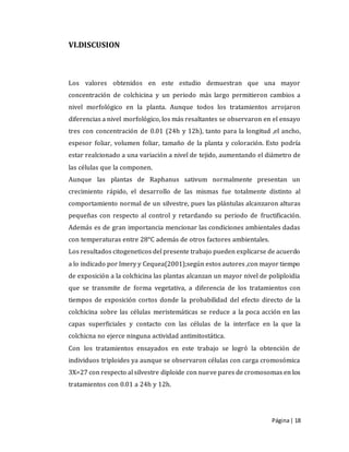 Página| 18
VI.DISCUSION
Los valores obtenidos en este estudio demuestran que una mayor
concentración de colchicina y un periodo más largo permitieron cambios a
nivel morfológico en la planta. Aunque todos los tratamientos arrojaron
diferencias a nivel morfológico, los más resaltantes se observaron en el ensayo
tres con concentración de 0.01 (24h y 12h), tanto para la longitud ,el ancho,
espesor foliar, volumen foliar, tamaño de la planta y coloración. Esto podría
estar realcionado a una variación a nivel de tejido, aumentando el diámetro de
las células que la componen.
Aunque las plantas de Raphanus sativum normalmente presentan un
crecimiento rápido, el desarrollo de las mismas fue totalmente distinto al
comportamiento normal de un silvestre, pues las plántulas alcanzaron alturas
pequeñas con respecto al control y retardando su periodo de fructificación.
Además es de gran importancia mencionar las condiciones ambientales dadas
con temperaturas entre 28°C además de otros factores ambientales.
Los resultados citogeneticos del presente trabajo pueden explicarse de acuerdo
a lo indicado por Imery y Cequea(2001);según estos autores ,con mayor tiempo
de exposición a la colchicina las plantas alcanzan un mayor nivel de poliploidia
que se transmite de forma vegetativa, a diferencia de los tratamientos con
tiempos de exposición cortos donde la probabilidad del efecto directo de la
colchicina sobre las células meristemáticas se reduce a la poca acción en las
capas superficiales y contacto con las células de la interface en la que la
colchicna no ejerce ninguna actividad antimitostática.
Con los tratamientos ensayados en este trabajo se logró la obtención de
individuos triploides ya aunque se observaron células con carga cromosómica
3X=27 con respecto al silvestre diploide con nueve pares de cromosomas en los
tratamientos con 0.01 a 24h y 12h.
 