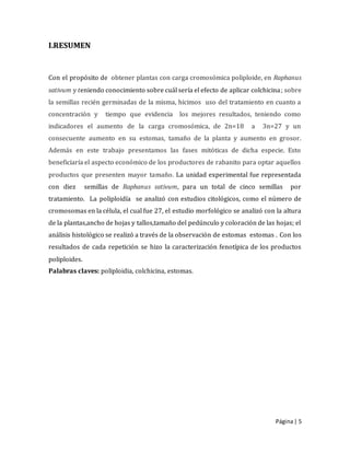 Página| 5
I.RESUMEN
Con el propósito de obtener plantas con carga cromosómica poliploide, en Raphanus
sativum y teniendo conocimiento sobre cuál sería el efecto de aplicar colchicina; sobre
la semillas recién germinadas de la misma, hicimos uso del tratamiento en cuanto a
concentración y tiempo que evidencia los mejores resultados, teniendo como
indicadores el aumento de la carga cromosómica, de 2n=18 a 3n=27 y un
consecuente aumento en su estomas, tamaño de la planta y aumento en grosor.
Además en este trabajo presentamos las fases mitóticas de dicha especie. Esto
beneficiaría el aspecto económico de los productores de rabanito para optar aquellos
productos que presenten mayor tamaño. La unidad experimental fue representada
con diez semillas de Raphanus sativum, para un total de cinco semillas por
tratamiento. La poliploidía se analizó con estudios citológicos, como el número de
cromosomas en la célula, el cual fue 27, el estudio morfológico se analizó con la altura
de la plantas,ancho de hojas y tallos,tamaño del pedúnculo y coloración de las hojas; el
análisis histológico se realizó a través de la observación de estomas estomas . Con los
resultados de cada repetición se hizo la caracterización fenotípica de los productos
poliploides.
Palabras claves: poliploidia, colchicina, estomas.
 