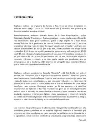 Página| 6
II.INTRODUCCIÓN
Raphanus sativus es originaria de Europa y Asia. Crece en climas templados en
altitudes entre 190 y 1240 m. Es 30-90 cm de alto y sus raíces son gruesas y de
diversos tamaños, formas y colores.
Taxonómicamente podemos ubicarla dentro de la clase Marnoliopsida; orden
Brassicales; familia Brassicaceae. Raphanus sativus es una planta anual o bienal de
raíz axonomorfa. Tallo, poco ramificado, glabro o algo hispido en la base. Hojas
basales de hasta 30cm, pecioladas, en rosetas, lirado-pinnatisectas, con 2-3 pares de
segmentos laterales y uno terminal de mayor tamaño, sub-orbicular. Los frutos son
silicuas indehiscentes de 30-60 por 6-12 mm, erecto-patentes con artejo valvar
residual de 1,5-2,5 mm, sin semilla], raramente monospermo y el superior de 25-70
por 8-15 mm, cilíndrico, longitudinalmente estriado, con 2-10 semillas y terminado en
un pico cónico de 10-15 mm. Dichas semillas, de 3-4 mm, de contorno elipsoidal
truncado, reticulada - estriadas y de color verde cuando son inmaduras y que se
tornan pardas en la madurez, están inmersas en un tupido tejido esponjoso blanco
que se desarrolla durante esta maduración.
Raphanus sativus, comúnmente llamado “Rabanito” está distribuida por todo el
mundo y es consumida por la mayoría de las familias. Presenta beneficios para la
salud y estos están relacionados por el aporte nutricional que presenta, ya que se han
realizado numerosas investigaciones, que consumir rabanitos es eficaz para la
prevención y lucha contra el cáncer, sobre todo si se trata de la zona del colon. Otros
beneficios que presenta Raphanus sativus en lo que respecta a la salud los
encontramos en relación a las vías respiratorias, pues es un descongestionante
natural ideal si sufrimos de asma crónica o sinusitis. Comer rabanitos también te
ayudará a mantener el corazón en óptimo estado pues reduce el colesterol, controla
los niveles de presión sanguínea e incluso equilibra los niveles de azúcar en la sangre,
evitando la aparición de diabetes y otras enfermedades similares.
Los recursos fitogenéticos para la alimentación y la agricultura están referidos a la
diversidad genética presente en las especies vegetales, cultivadas o silvestres, que
presentan un valor inmediato o un valor potencial para el futuro en la alimentación o
la agricultura. Estos recursos son finitos y actualmente peligran debido a la erosión
 