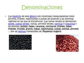 Denominaciones
•   Las especies de este género son conocidas coloquialmente como
    porotos, frijoles, habichuelas o judías de acuerdo a las distintas
    regiones en las que se encuentran. Las vainas verdes se denominan
    ejotes, judías verdes, vainas, porotos verdes, vainicas o chauchas y
    las semillas: alubias, fabes, caraotas, chícharos, fríjoles, fabas,
    frejoles, frisoles, granos, habas, habichuelas, judías, pochas, porotos
    ... son las semillas comestibles de Phaseolus vulgaris.
 