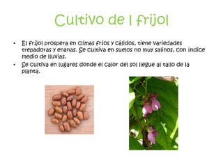 Cultivo de l frijol
•   El fríjol prospera en climas fríos y cálidos, tiene variedades
    trepadoras y enanas. Se cultiva en suelos no muy salinos, con índice
    medio de lluvias.
•   Se cultiva en lugares donde el calor del sol llegue al tallo de la
    planta.
 