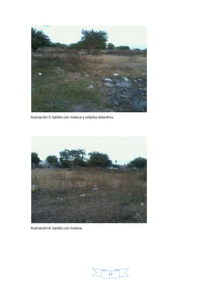 Ilustración 5: baldío con maleza y arboles silvestres.

Ilustración 6: baldío con maleza.

17

 