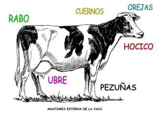 ANATOMÍA EXTERNA DE LA VACA
 