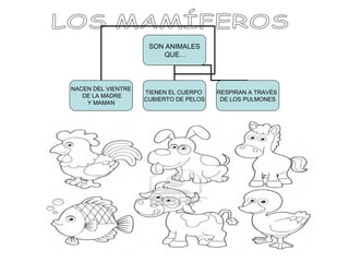 SON ANIMALES
QUE…
NACEN DEL VIENTRE
DE LA MADRE
Y MAMAN
TIENEN EL CUERPO
CUBIERTO DE PELOS
RESPIRAN A TRAVÉS
DE LOS PULMONES
 