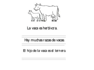 La vaca esherbívora.
________________________________________________________________________
________________________________________________________________________
Hay muchasrazasde vacas.
________________________________________________________________________
______________________________________________________________________
El hijo de la vaca esel ternero.
________________________________________________________________________
________________________________________________________________________
 