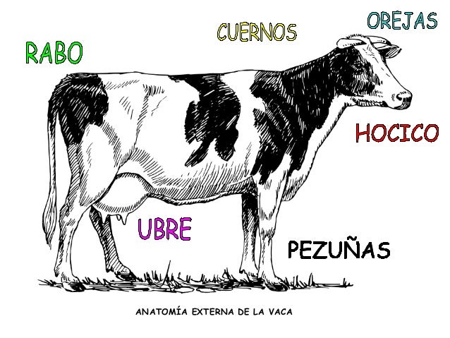 Resultado de imagen de las partes de la vaca