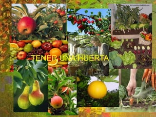 Tener una huertaTENER UNA HUERTA