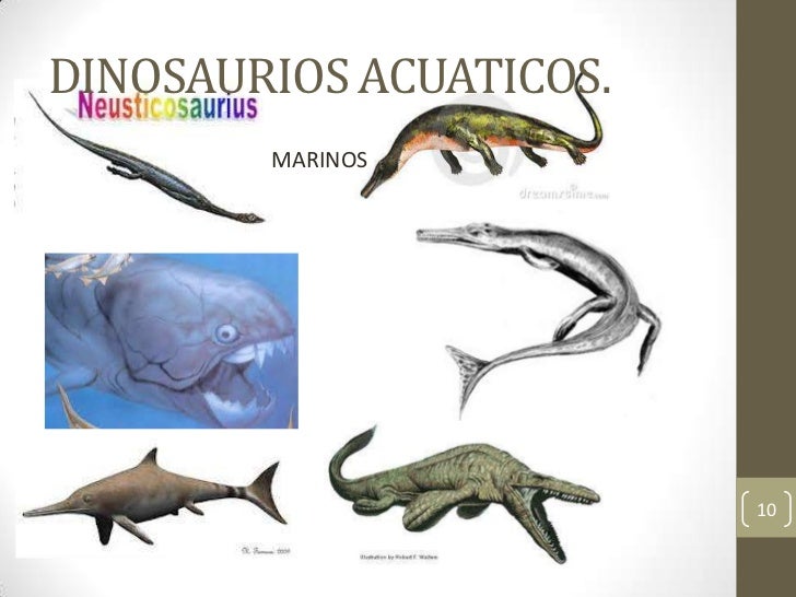 DINOSAURIOS ACUATICOS.        MARINOS                         10 