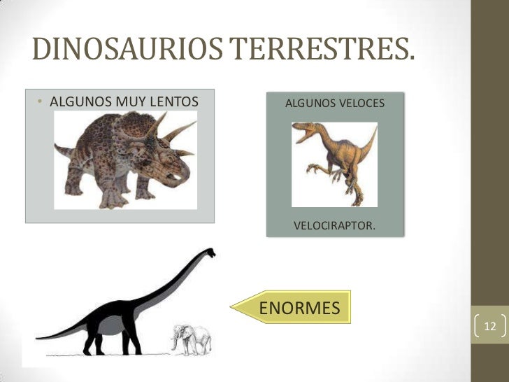 DINOSAURIOS TERRESTRES.• ALGUNOS MUY LENTOS     ALGUNOS VELOCES                          VELOCIRAPTOR.                    ...