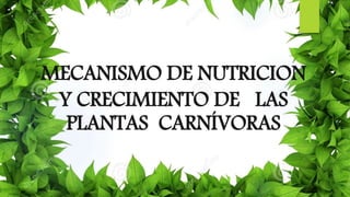 MECANISMO DE NUTRICION
Y CRECIMIENTO DE LAS
PLANTAS CARNÍVORAS
 