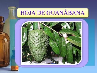 HOJA DE GUANÁBANA
 