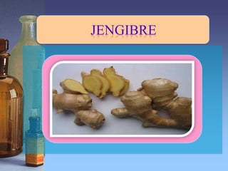 JENGIBRE
 