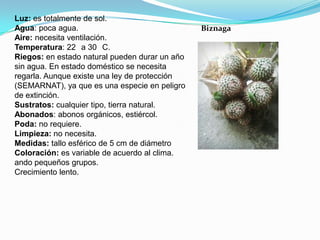 Biznaga
Luz: es totalmente de sol.
Agua: poca agua.
Aire: necesita ventilación.
Temperatura: 22 a 30 C.
Riegos: en estado natural pueden durar un año
sin agua. En estado doméstico se necesita
regarla. Aunque existe una ley de protección
(SEMARNAT), ya que es una especie en peligro
de extinción.
Sustratos: cualquier tipo, tierra natural.
Abonados: abonos orgánicos, estiércol.
Poda: no requiere.
Limpieza: no necesita.
Medidas: tallo esférico de 5 cm de diámetro
Coloración: es variable de acuerdo al clima.
ando pequeños grupos.
Crecimiento lento.
 