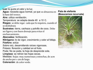 Luz: le gusta el calor y la luz.
Agua: necesita agua normal, ya que se almacena en
la base del tronco.
Aire: utiliza ventilación.
Temperatura: se adapta desde 40 a 10 C.
Riegos: se debe regar cada que lo requiera, cuando el
se deshidrata
Sustratos: tierra, cachaza y polvillo de coco. Debe
ser ligero y con buen drenaje para evitar el
encharcamiento.
Abonados: fertilización.
Nitrógeno: le da vigor, crecimiento y color al follaje.
Fósforo: actúa
Sobre raíz, desarrollando raíces vigorosas.
Potasio: floración y calidad en el fruto.
Poda: No se poda, la hoja de desprende sola.
Limpieza: se retiran las hojas secas.
Medidas: hojas: muy numerosas y estrechas, de 2cm
de ancho por 1-2m de largo.
Coloración: de color verde.
Pata de elefante
(Beaucarnea recurvata)
 
