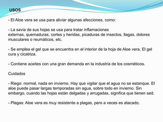 USOS
- El Aloe vera se usa para aliviar algunas afecciones, como:
- La savia de sus hojas se usa para tratar inflamaciones
externas, quemaduras, cortes y heridas, picaduras de insectos, llagas, dolores
musculares o reumáticos, etc.
- Se emplea el gel que se encuentra en el interior de la hoja de Aloe vera. El gel
cura y cicatriza.
- Contiene aceites con una gran demanda en la industria de los cosméticos.
Cuidados
- Riego: normal, nada en invierno. Hay que vigilar que el agua no se estanque. El
aloe puede pasar largas temporadas sin agua, sobre todo en invierno. Sin
embargo, cuando las hojas están delgadas y arrugadas, significa que tienen sed.
- Plagas: Aloe vera es muy resistente a plagas, pero a veces es atacado.
 