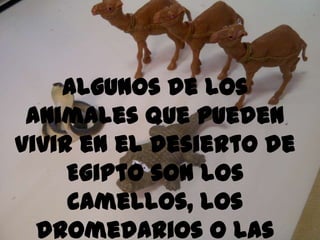 Algunos de los
 animales que pueden
vivir en el desierto de
     Egipto son los
     camellos, los
  dromedarios o las
 