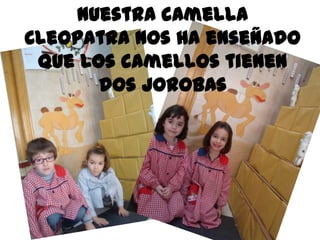 Nuestra camella
Cleopatra nos ha enseñado
 que los camellos tienen
       dos jorobas
 