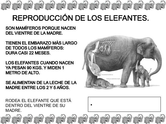 Proyecto elefante